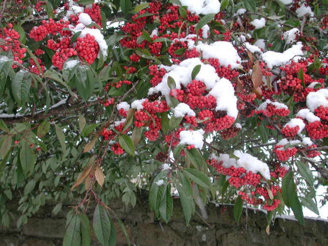 Red berries photo