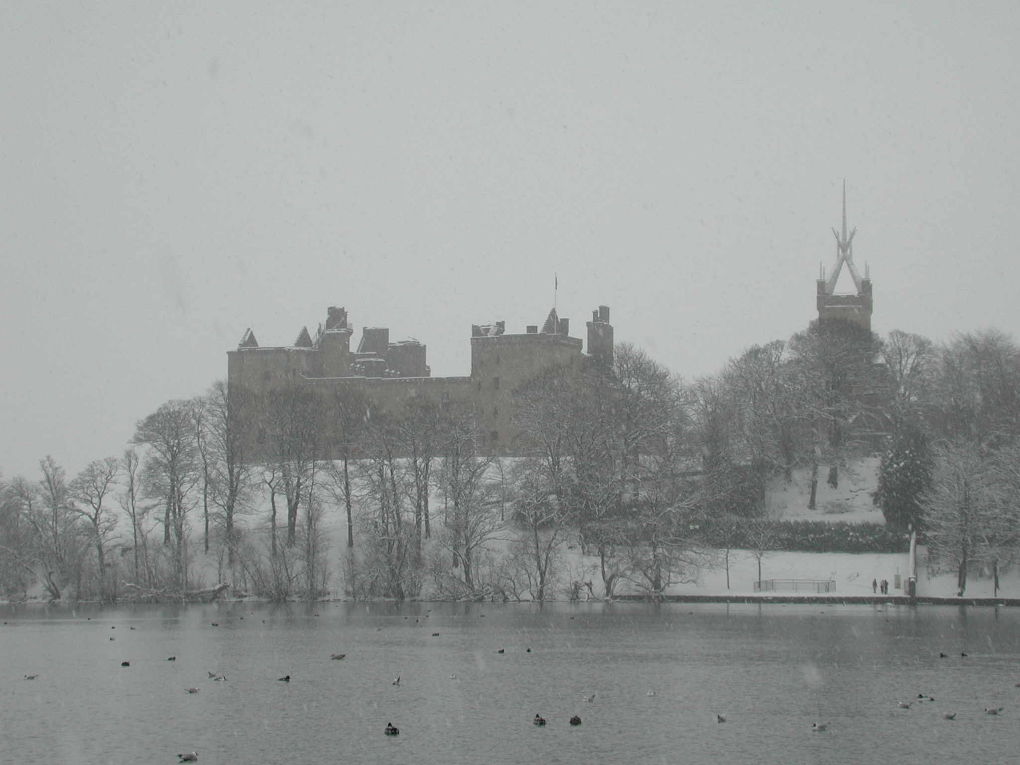 Tree at Linlithgow Loch