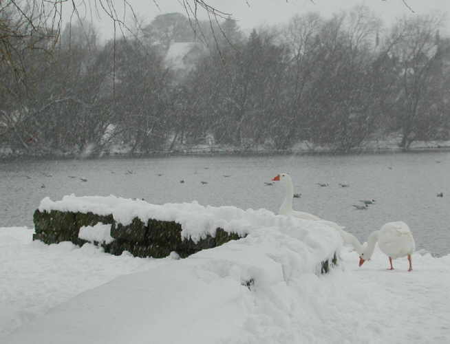 Swan at linlithgow palace photo