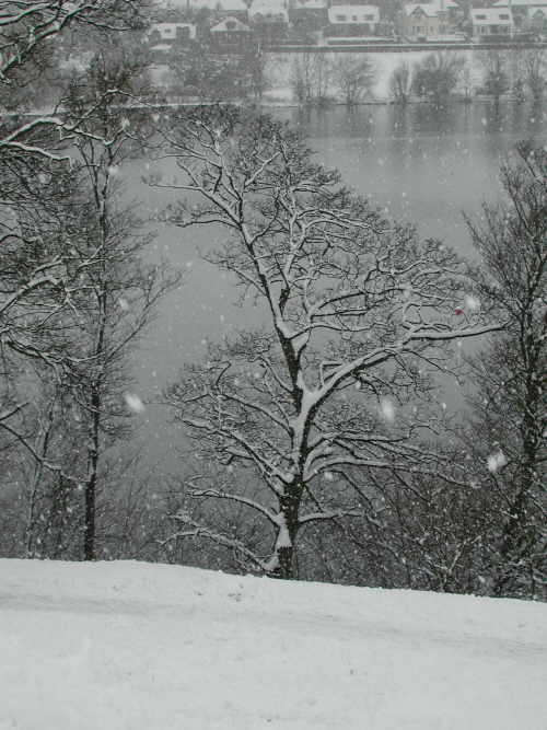 Tree in the snow, near Linlithgow Palace
