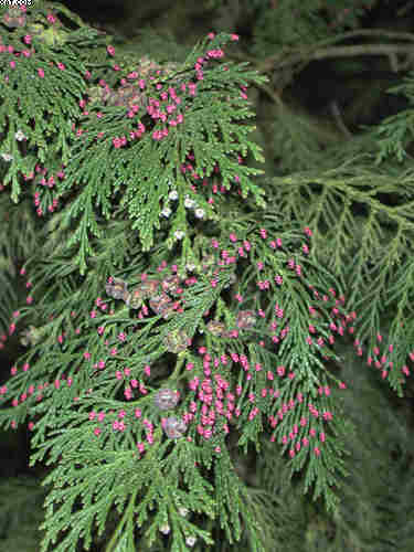 conifers