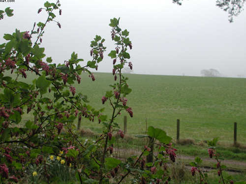 Flowering red currant in the Borders