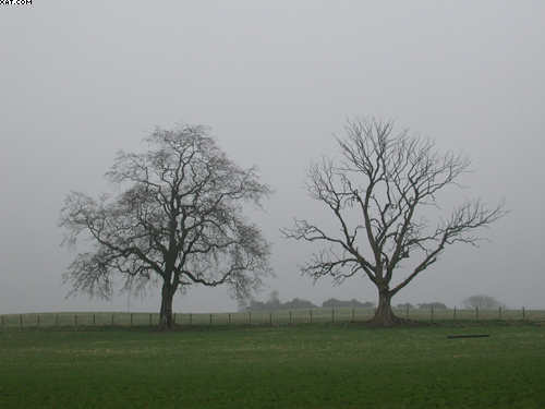 Twin trees