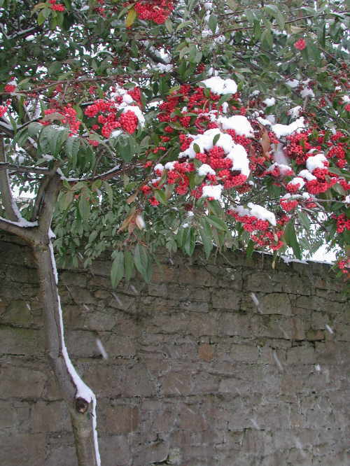 Berry bush photo, April snowstorm