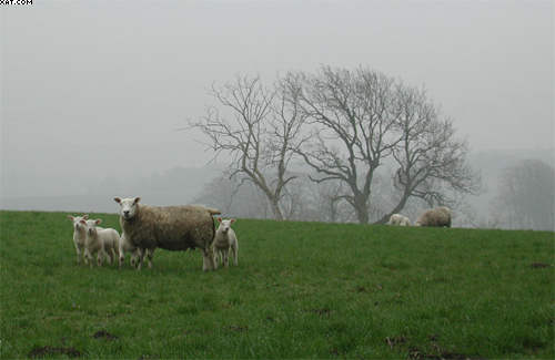 Sheep in Scotland, Biggar