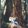 redwood tree photo