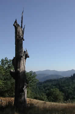 snag in California conifer forest
