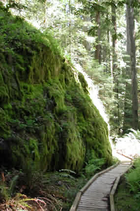 Montgomery Woods, Redwood State Park, mossy rock
