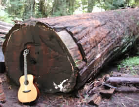 Oldgrowth redwood log