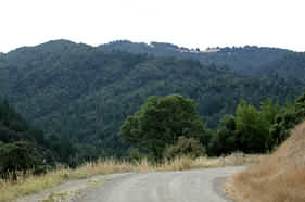 California forest photo mixed conifer hardwood forest, Mendocino County